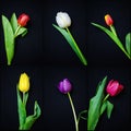 Tulips collection Royalty Free Stock Photo