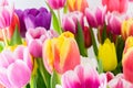 Tulips colorful spring flowers pink red yellow and green Royalty Free Stock Photo