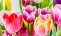 Tulips colorful spring flowers pink red yellow and green Royalty Free Stock Photo