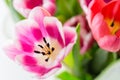 Tulips colorful spring flowers pink red yellow and green Royalty Free Stock Photo