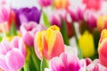 Tulips colorful spring flowers pink red yellow and green Royalty Free Stock Photo