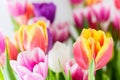 Tulips colorful spring flowers pink red yellow and green Royalty Free Stock Photo