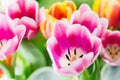 Tulips colorful spring flowers pink red yellow and green Royalty Free Stock Photo