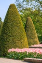 Tulips and coned shaped trees Royalty Free Stock Photo