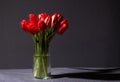 tulips in contrary light on a white table with dark grey background Royalty Free Stock Photo