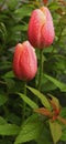 Tulips covered in morning dew Royalty Free Stock Photo