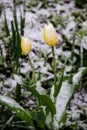 Tulips covered with snow during April snow storm Royalty Free Stock Photo