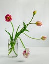 Tulips with curly stems in glass jar on white background. Minimalistic composition Royalty Free Stock Photo