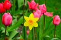 Tulips & Daffodil Garden Royalty Free Stock Photo