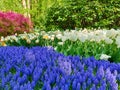 Tulips, daffodils and  Blue Grape Hyacinth flowers in spring garden Royalty Free Stock Photo