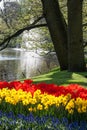 Tulips and Daffodils at the border of a pond with fountain Royalty Free Stock Photo