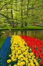 Tulips daffodils and common grape hyacinth Royalty Free Stock Photo