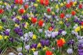 Meadow full of spring flowers Royalty Free Stock Photo