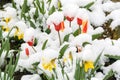 Tulips and daffodils covered with fresh snow Royalty Free Stock Photo