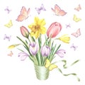 Tulips, daffodils and crocuses flowers bouquet with silk ribbon and flying, butterflies. Isolated hand drawn watercolor Royalty Free Stock Photo