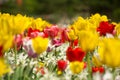 Tulips and Daffodils details