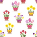 Tulips, daffodils, hyacinths and crocuses seamless pattern. Bright spring flowers in pots and bows isolated Royalty Free Stock Photo