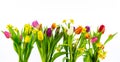 Tulips and Daffodils isolated on white background. High resolution Image