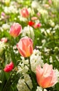 Tulips and daffodils in white and pastelcolors Royalty Free Stock Photo