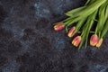 Tulips on darken concrete background