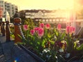 Tulips decorate the seaside walk in Sidney, Vancouver Island, British Columbia