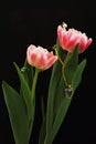 Beautiful pink terry tulips decorated with heart-shaped pendant, white pearl and green bead on black background. Congratulatory