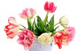 Tulips in decorative bucket on white background