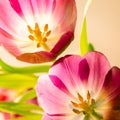 Tulips detail