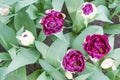 Tulips of different colors. Blooming tulips of unusual shape. Tulips in the spring garden on a sunny day. Tulips top view close-up Royalty Free Stock Photo