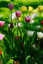 Tulips of Different Colors Blooming Royalty Free Stock Photo