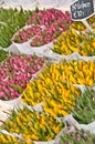 Tulips on display Royalty Free Stock Photo