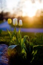 Tulips in drastic sunset Royalty Free Stock Photo