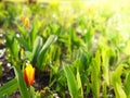 Tulips drenched in the spring sun, bright sunlight, rays, glare, macro, blurred background for text. Stock photography