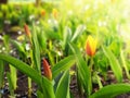 Tulips drenched in the spring sun, bright sunlight, rays, glare, macro, blurred background for your text. Stock photography