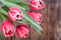 Tulips in drops of dew on wood background Royalty Free Stock Photo