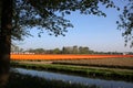 Tulips in dutch bulbfields near Keukenhof gardens