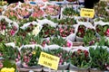 Tulips in a Dutch market with exposed prices and with different