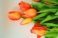 The Tulips, a Dutch Symbol