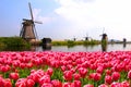 Tulips with Dutch windmills and canal