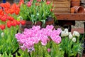 Tulips in an english cottage garden Royalty Free Stock Photo