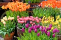 Tulips in an english cottage garden Royalty Free Stock Photo