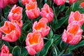 Tulips in an english cottage garden Royalty Free Stock Photo