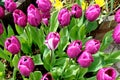 Tulips in an english cottage garden Royalty Free Stock Photo