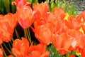 Tulips in an english cottage garden Royalty Free Stock Photo