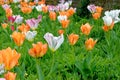 Tulips in an english cottage garden Royalty Free Stock Photo