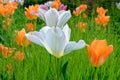 Tulips in an english cottage garden Royalty Free Stock Photo