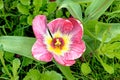 Tulips in an english cottage garden Royalty Free Stock Photo