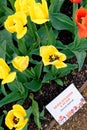 Tulips in an english cottage garden Royalty Free Stock Photo