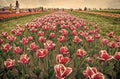 Tulips festival. Floral background. Group of red tulips flowerbed. Floral business. Growing bulb plants. Gorgeous tulips