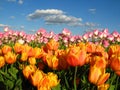 Tulips on a field